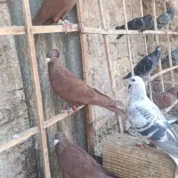 کفتر سرخ کرمونی نر پرشی|پرنده|مشهد, بلال|دیوار