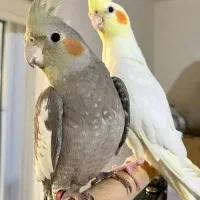 عروس هلندی|پرنده|ملکان, |دیوار