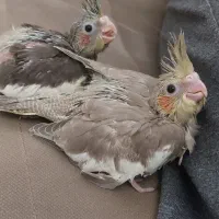 عروس هلندی|پرنده|سهند, |دیوار