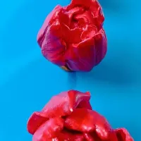بیس گل روسی