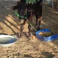 گاونر|حیوانات مزرعه|بمانی, |دیوار