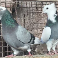 کبوتر  شازده و دست سفید|پرنده|قائم‌شهر, |دیوار