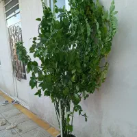 گل بنجامین زیبا