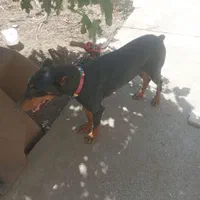 واگذاری سگ دوبرمن ماده