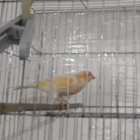 قناری نر موزایکی بخون زیبا