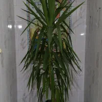 گل یوکا  با  قد. و ارتفاع  2/50  دو متر پنجاه