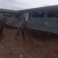 اسب