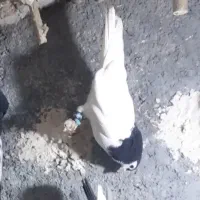 خال سیاه شیرازی