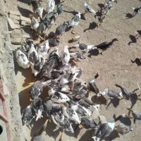 غاز|حیوانات مزرعه|میانه, |دیوار