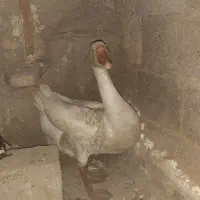 قو غاز،غاز،اردک خضیری،اردک هفت تپه