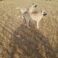 یک جفت توله سگ سرابی