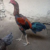 فروش خروس سالم وسرحال