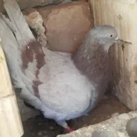 غوره ای