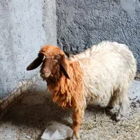 دو عدد بره ماده برای فروش