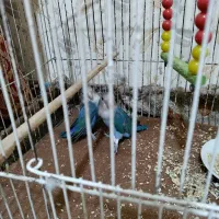 دوتا کوتوله آبی معاوضه