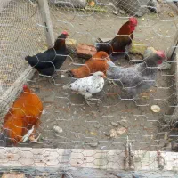 مرغ خروس محلی