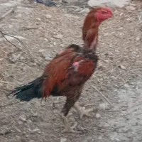 خروس لاری