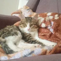 بچه گربه نژاد وایرهیر آمریکایی