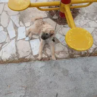 حیوان خانگی