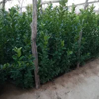نهال لیمو سنگی تعداد بالا