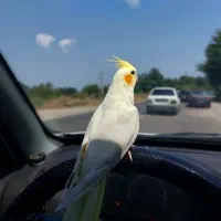 عروس هلندی با قفس بزرگ