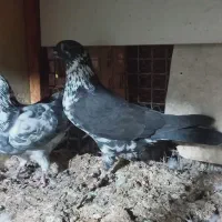 کبوتر پرشی به شرط