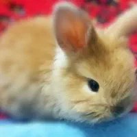 خرگوش بازیگوش