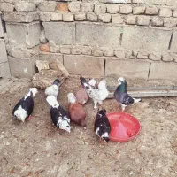کفتر فقط تماس
