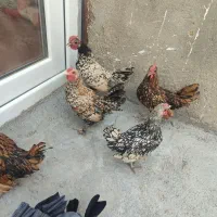 خروس مینیاتوری دوعدد فروشی