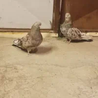 جفت سرور هفت رنگ