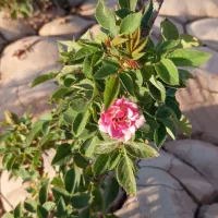 زمین فروشی منطقه چاروسا روستای دشت ازادی