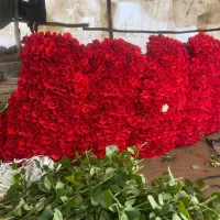 فروش عمده و تکی گل رز قرمز