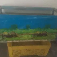 آکواریوم درحدنو