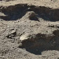 حراج کود دامی گوسفندی حراجی