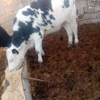 تلیسه|حیوانات مزرعه|اسفراین, |دیوار