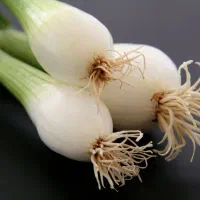 فروش پیازچه سفید یا همان ترپیاز