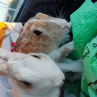 خرگوش نر و ماده|موش و خرگوش|تربتحیدریه, فتح المبین|دیوار