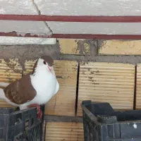 فروشی نر و ماده|پرنده|گتوند, |دیوار