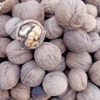 گردو پر مغز کوهستان