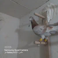 کبوتر پرشی و جفتگاه عطیقه|پرنده|اسفراین, |دیوار