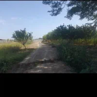 گاوداری  در اسلام آباد جدید