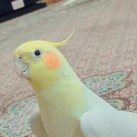 عروس هلندی سخنگو(۱۰کلمه)همراه با قفس و لوازم