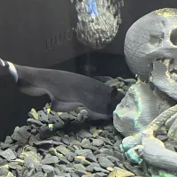 ماهی بلک قوست|ماهی|پاکدشت, پاکدشت (مامازند)|دیوار