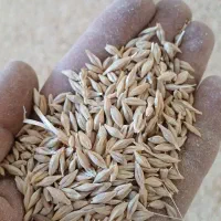 جو ایرانی ابی|حراج|زنده رود, |دیوار