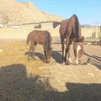 اسب باکره مادیون