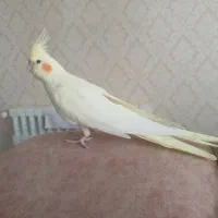 فروش عروس هلندی وقفس