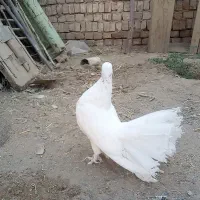 کبوتر دم چتری کاکلی(انگلیسی)|پرنده|کاشان, فاز ۱ ناجی آباد|دیوار