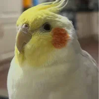 عروس هلندی گم شده فاز۴