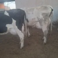 گاو