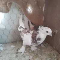 کبوتر هما کاکلی|پرنده|تهران, بازار|دیوار